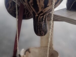 🪴  Cachepôs de Cabaça Duplo