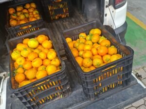 Tangerinas Fresquinhas