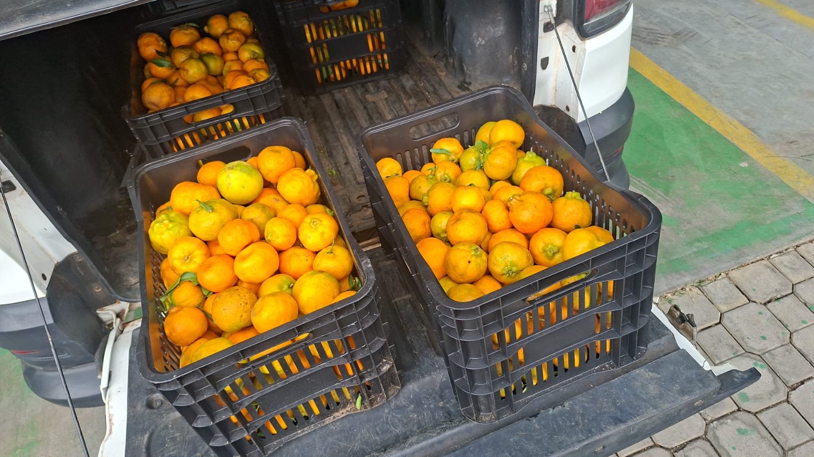 Tangerinas Fresquinhas